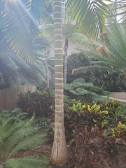 Chambeyronia macrocarpa