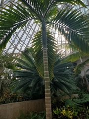 Chambeyronia macrocarpa