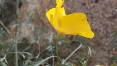 Eschscholzia papastillii