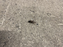 Teleogryllus commodus