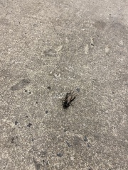 Teleogryllus commodus