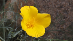 Eschscholzia papastillii