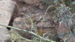 Eschscholzia papastillii