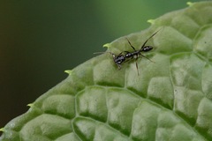 Anochetus