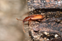 Laemophloeidae