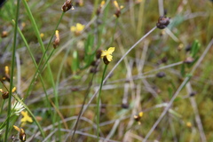 Xyris montana