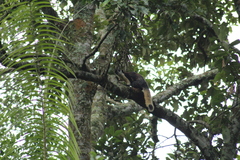 Ratufa bicolor