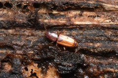 Laemophloeidae