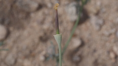 Eschscholzia papastillii
