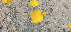 Eschscholzia papastillii