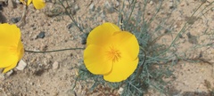 Eschscholzia papastillii