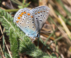 Polyommatus icarus
