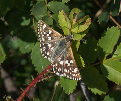 Muschampia cribrellum