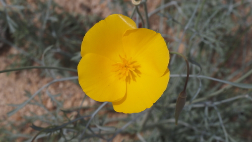 cryptic desert poppy (Eschscholzia papastillii)