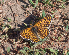 Melitaea