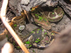 Python molurus
