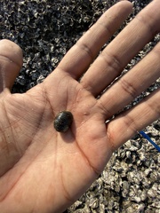 Mollusca