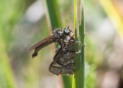 Asilidae