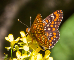 Euphydryas maturna