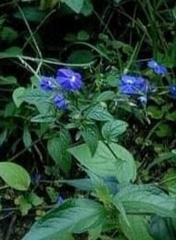 Browallia americana
