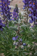 Lupinus austrorientalis
