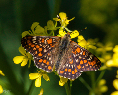 Euphydryas maturna
