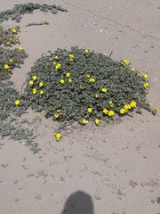 Camissoniopsis cheiranthifolia