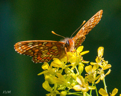 Euphydryas maturna
