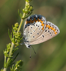 Lepidoptera