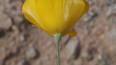 Eschscholzia papastillii