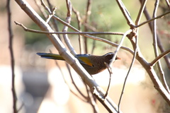 Trochalopteron morrisonianum