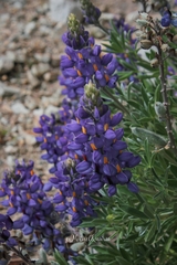 Lupinus austrorientalis