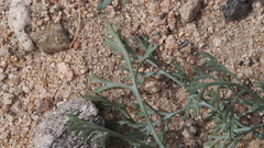 Eschscholzia papastillii