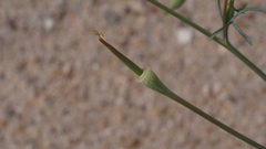 Eschscholzia papastillii
