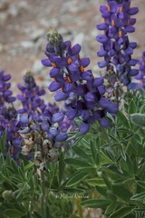 Lupinus austrorientalis