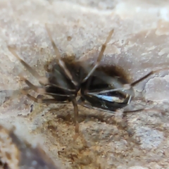 Liophrurillus flavitarsis