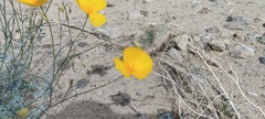 Eschscholzia papastillii