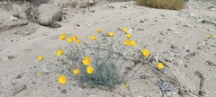 Eschscholzia papastillii