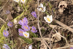 Crocus