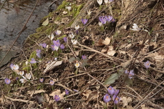 Crocus