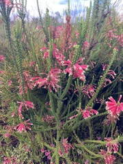 Erica densifolia