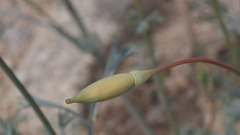 Eschscholzia papastillii