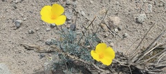 Eschscholzia papastillii