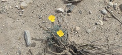 Eschscholzia papastillii