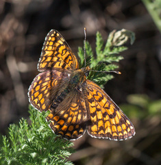 Melitaea phoebe