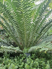 Encephalartos ferox