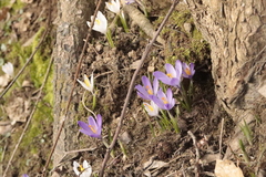 Crocus