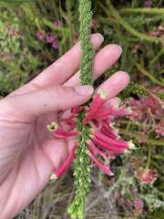 Erica densifolia