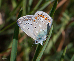 Polyommatus icarus