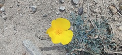 Eschscholzia papastillii